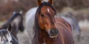 Feral horse population out of control in the Alps:25,000 run free