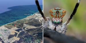 A sprawling Perth housing estate means peacock spider faces certain death