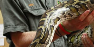 5.2-metre,64-kilogram python captured and killed in Florida park