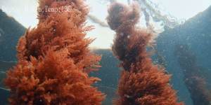 The asparagopsis seaweed being grown on converted mussel leases at Triabunna,Tasmania