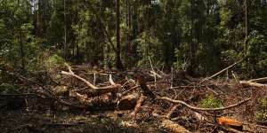 Forestry operations in the Lower Bucca State Forest,near Coffs Harbour.