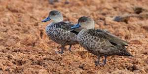 Two grey teal ducks,among the species of waterbirds that have not seen a bounce in numbers despite better rains.
