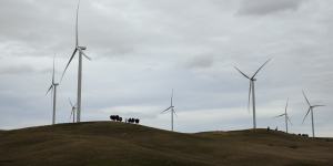 Wind turbines tower over cattle on property owned by Charlie Prell near Crookwell in NSW.