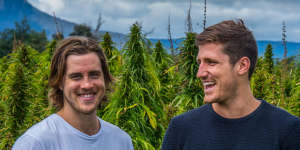 Former school chums,now business partners,Nathan McNiece and Tim Crow amid their Tasmanian hemp crop. 