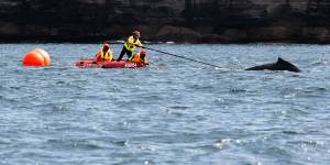 The rescue workers cut the whale free of nylon cord just after 11am. 