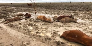 Flood-hit farmers now hoping for more rain as recovery continues