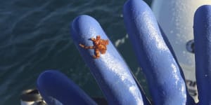 The tiny killer hitching a ride in WA's craypots