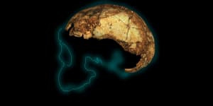 The two-million-year-old skull rewriting the story of humanity