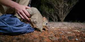 A brush-tailed bettong is released into the Mallee Cliffs National Park,a feral-free zone.