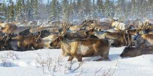Reindeer grazing in the Arctic Circle,Russia.