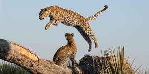 Spot spotted leopards in Botswana.
