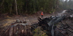 Tasmania slowed logging and became one of first carbon negative places in the world