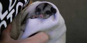 A sugar glider being cared for by Wildlife Victoria chief executive Lisa Palma.