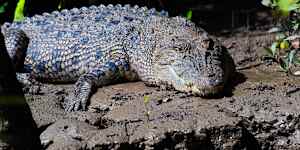 A saltwater crocodile.