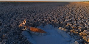 'Animal welfare crisis':The fate of creatures trapped in Menindee bog