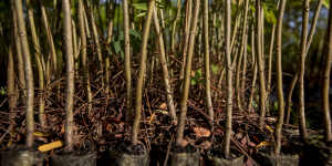 Young trees ready for planting at the Re.green farm in Maracaçumé.
