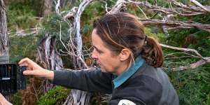 Invasive species planning officer Emily Green checks on a remote camera in the bush.