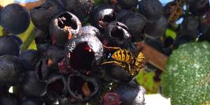 Grapevines in a handful of wineries in East Gippsland have been ruined by European wasps.