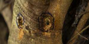 Unknown vandals have drilled multiple holes into a hundred year old fig tree,poisoning it.