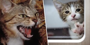 Claw and order:Are cats villains or victims in the war on feral animals?