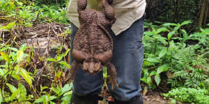 Toadzilla weighed in at 2.7 kilograms.