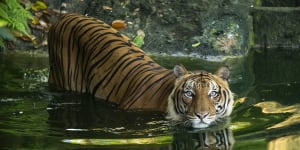 While in the 1950s there were as many as 3000 Malayan tigers,thanks to poaching having decimated the population,there are now estimated to be less than 200 in the wild,prompting grim warnings that they will soon die out.