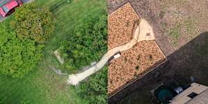The tiny forest at Teralba Public School,Lake Macquarie,on planting in May 2024 (right) and November 2025 (left).