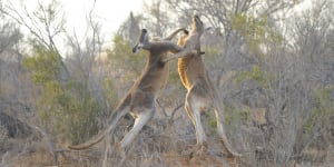 Red kangaroos fighting in Sturt National Park.