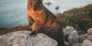 Rottnest Island's'zero-dollar'quokka birthday price tag closer to $100,000