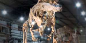 The predator Tyrannotitan lived at the same time as Patagotitan,and may have had a counterpart in Australia.