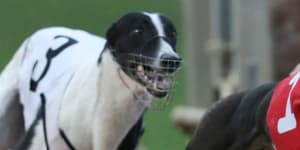 State government backs greyhound racing industry amid live-baiting claims