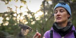 Dr Catherine Young releases a King Island brown thornbill. Young is a member of the Difficult Birds Research Group,based at ANU.