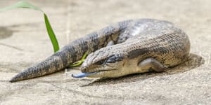 ‘Cool science’:Blue-tongued lizards in biological arms race for survival