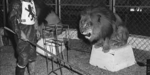 From the Archives,1958:Lion bites off boy’s arm at circus