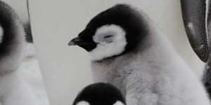 Humanity’s endangered,so let’s take a tip from the penguins