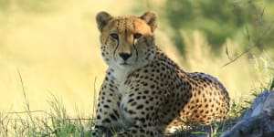 Hwange National Park in Zimbabwe's far west is home to the big five as well as an elusive number of cheetah. 