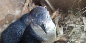 Dropped masks threaten to tangle in the happy feet of Phillip Island’s penguins