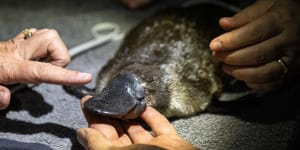 ‘Words can’t describe’:Puggle magic in Royal National Park after 50 years