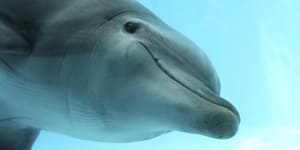 Dolphins and other marine life are susceptible to sonar pulses.