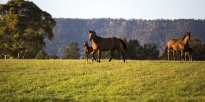 Confirmed case of deadly Hendra virus in Hunter Valley