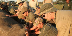 A rhino being dehorned;such drastic steps are taken to ensure the beasts are not slaughtered by poachers.