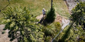 It started with 100 plants in a secret Sydney canyon – now they’re popping up all around the world