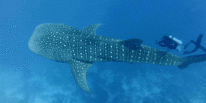 Swimming with the speckled giants of Triton Bay,Indonesia