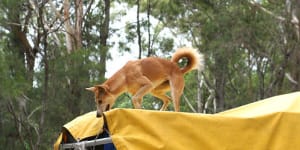 Fraser Island tourists to cop about $10,000 fine for feeding dingoes