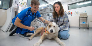 Vets in urgent need of four-legged donors to boost pet blood supplies