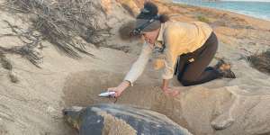 Lead researcher Dr Malindi Gammon scanning a flatback turtle for a microchip identification tag.