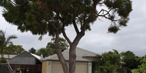 Why councils won't remove your nuisance verge tree,even if it's in the middle of your driveway