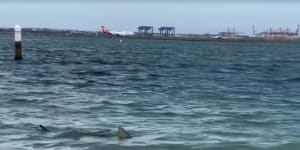 Shark spotted inside the net at Brighton Le Sands beach