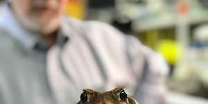 We now know toads get the flu. Can study protect other animals from ‘croaking’?