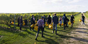 Workers prepare to pick grapes at a vineyard in Maidstone,UK.